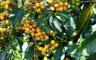 COFFEE GROWING