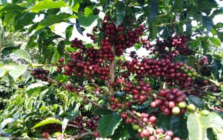 COFFEE GROWING