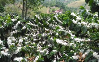COFFEE GROWING
