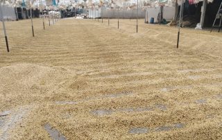 COFFEE DRYING