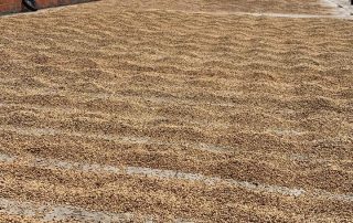 COFFEE DRYING