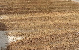COFFEE DRYING