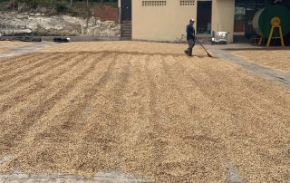 COFFEE DRYING