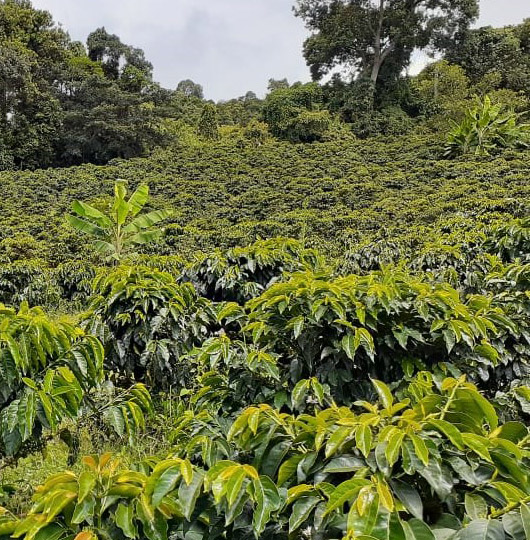 GlobalPanaSolution-green-coffee-plantations GlobalPanaSolution-green-coffee-plantations