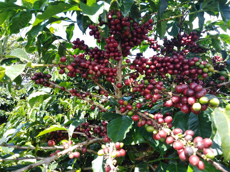 GlobalPanaSolution-green-coffee
