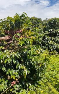 Gobal Pana Solution-news-colombia-land-coffee