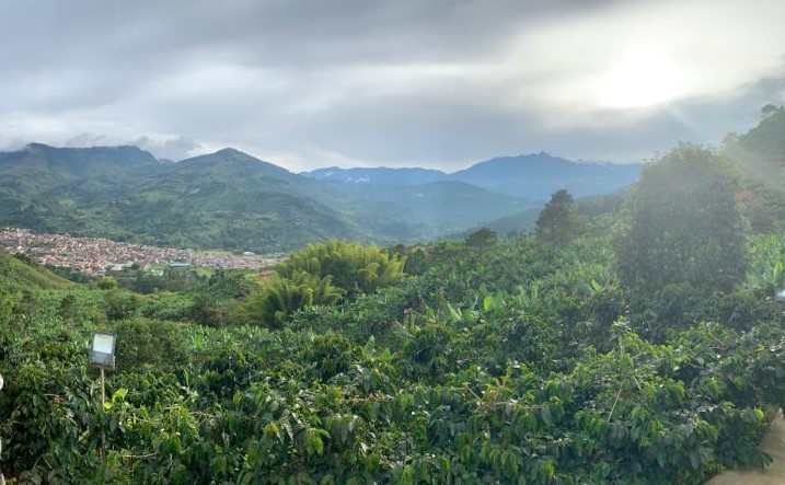 Gobal Pana Solution-news-colombia-land-coffee