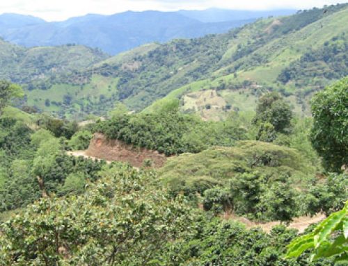 Colombia: home of the best coffee in the world