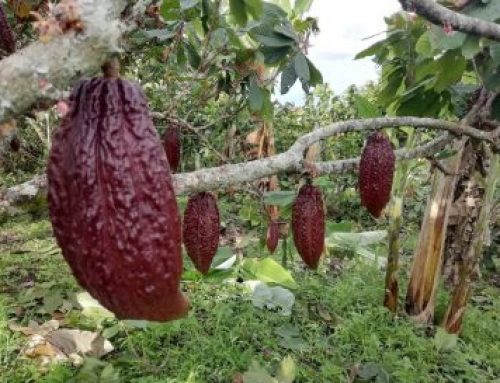 Benefits of cocoa on our body